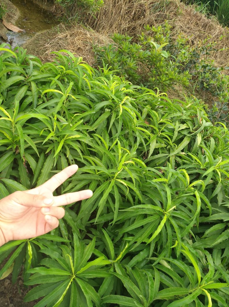 水樱桃