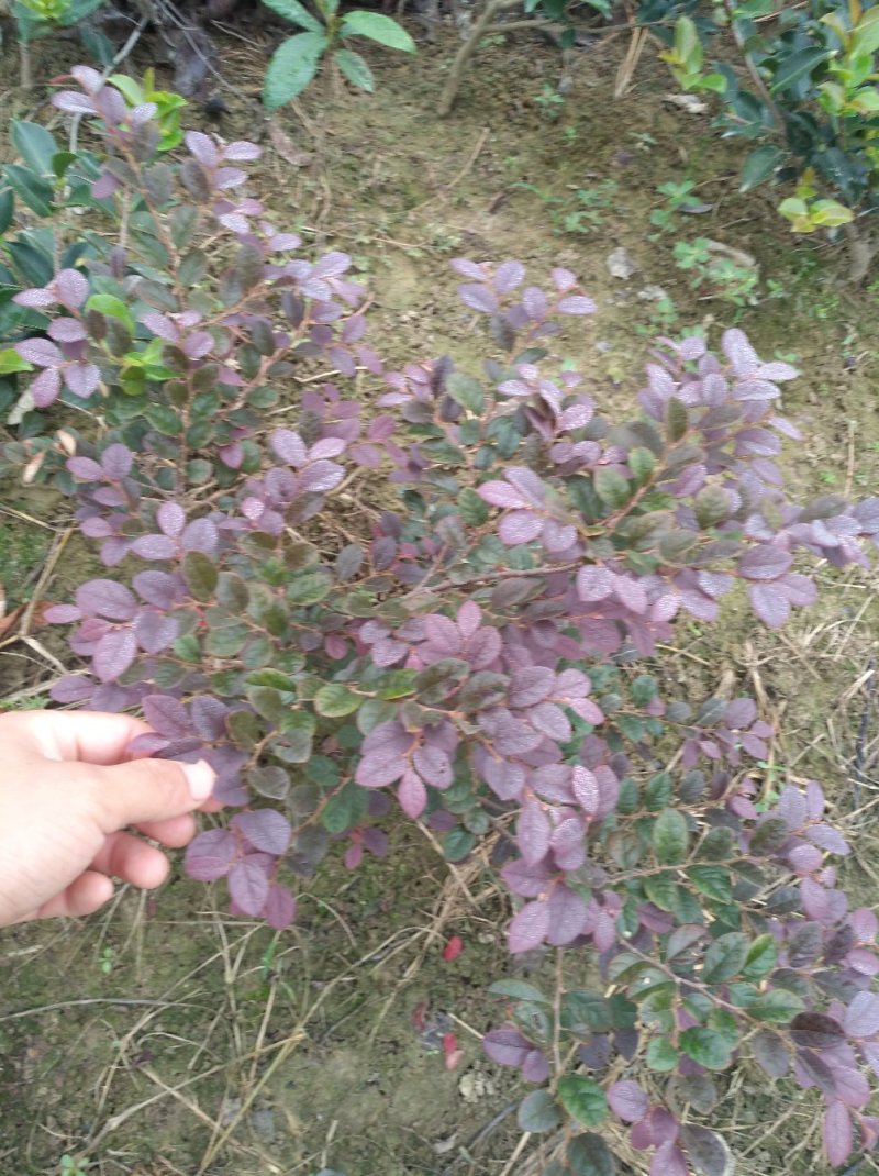 红花继木
