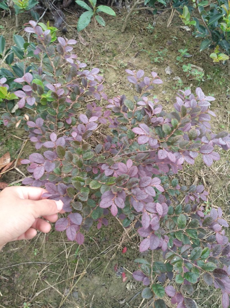 红花继木