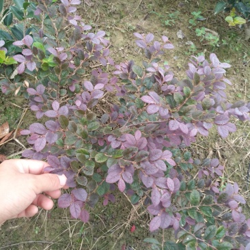 红花继木
