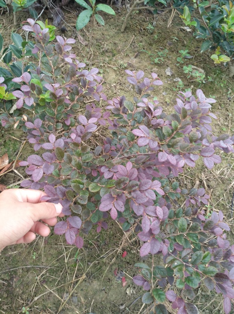 红花继木
