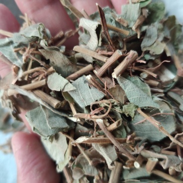 广金钱草