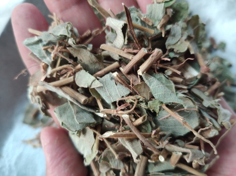 广金钱草