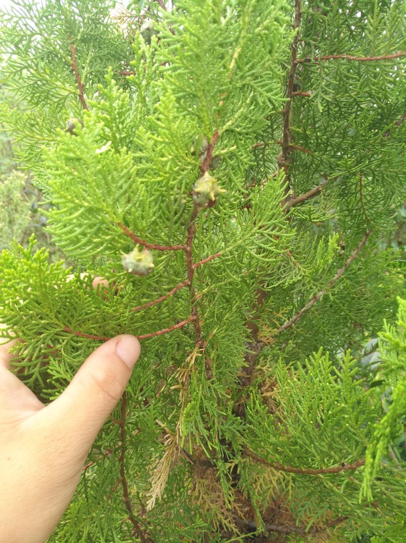 侧柏