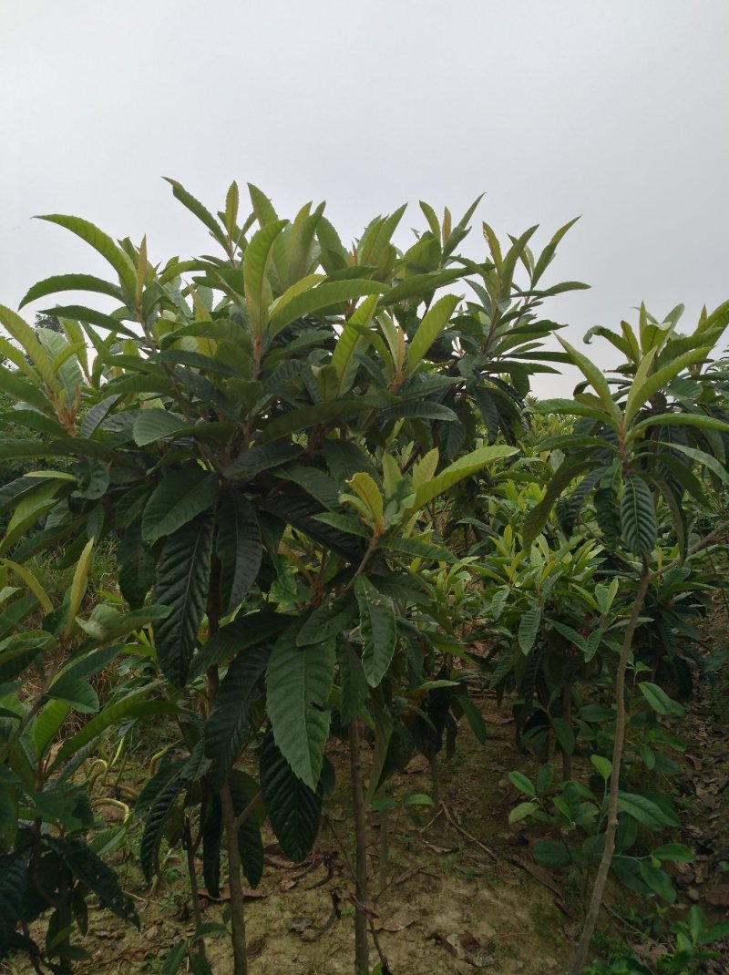 枇杷树