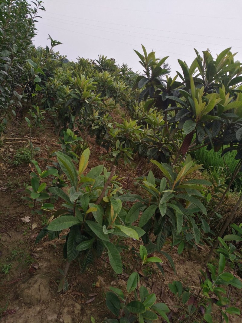 枇杷树