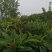枇杷树