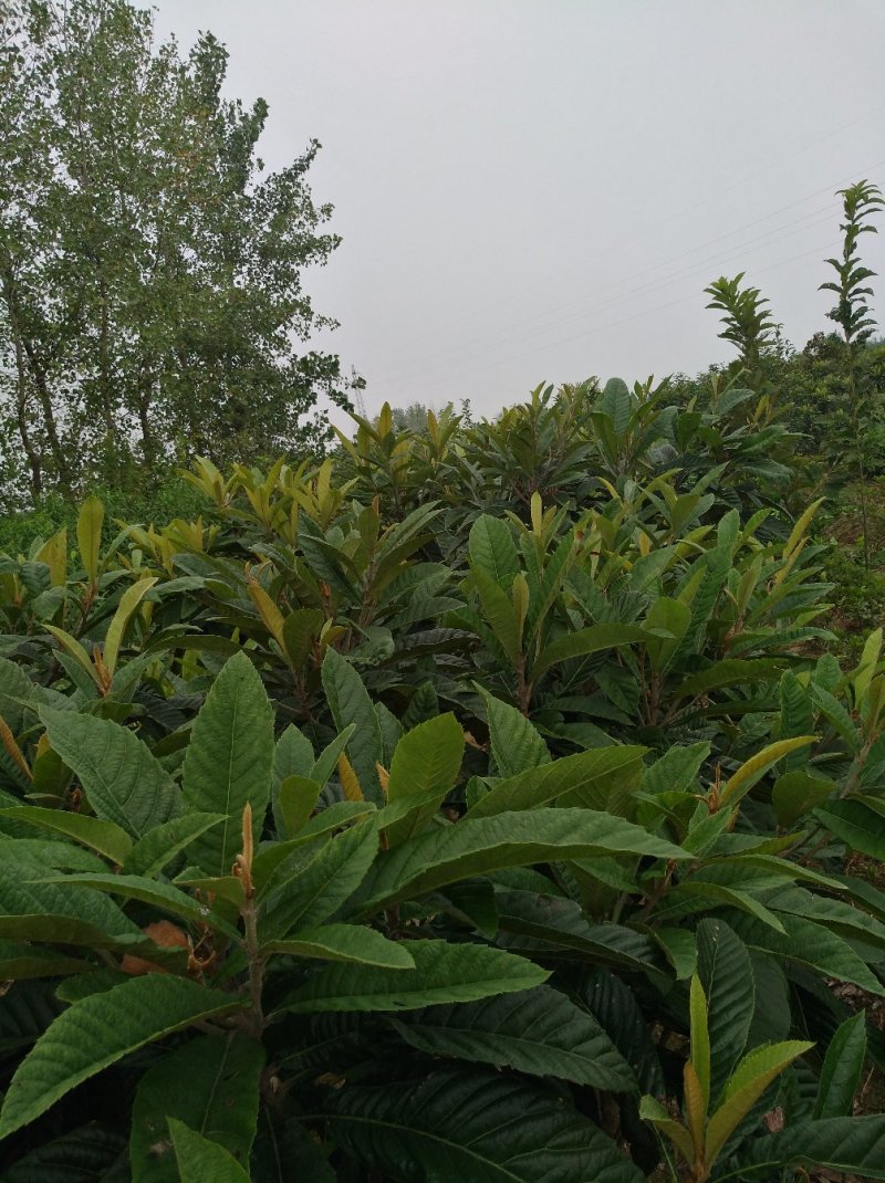 枇杷树