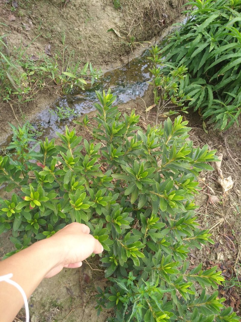 杜鹃花