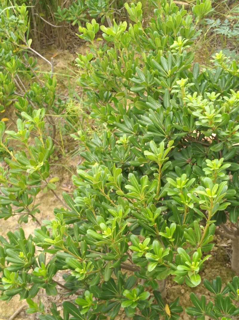 海桐树