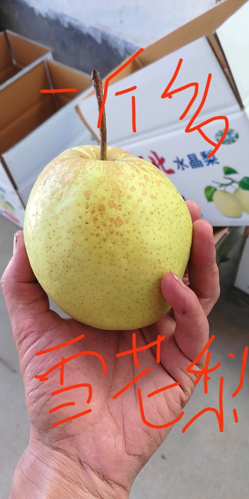 【聚便宜-试吃】雪花梨万亩梨园产地直销，专业梨果批发