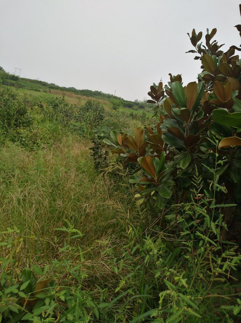 广玉兰
