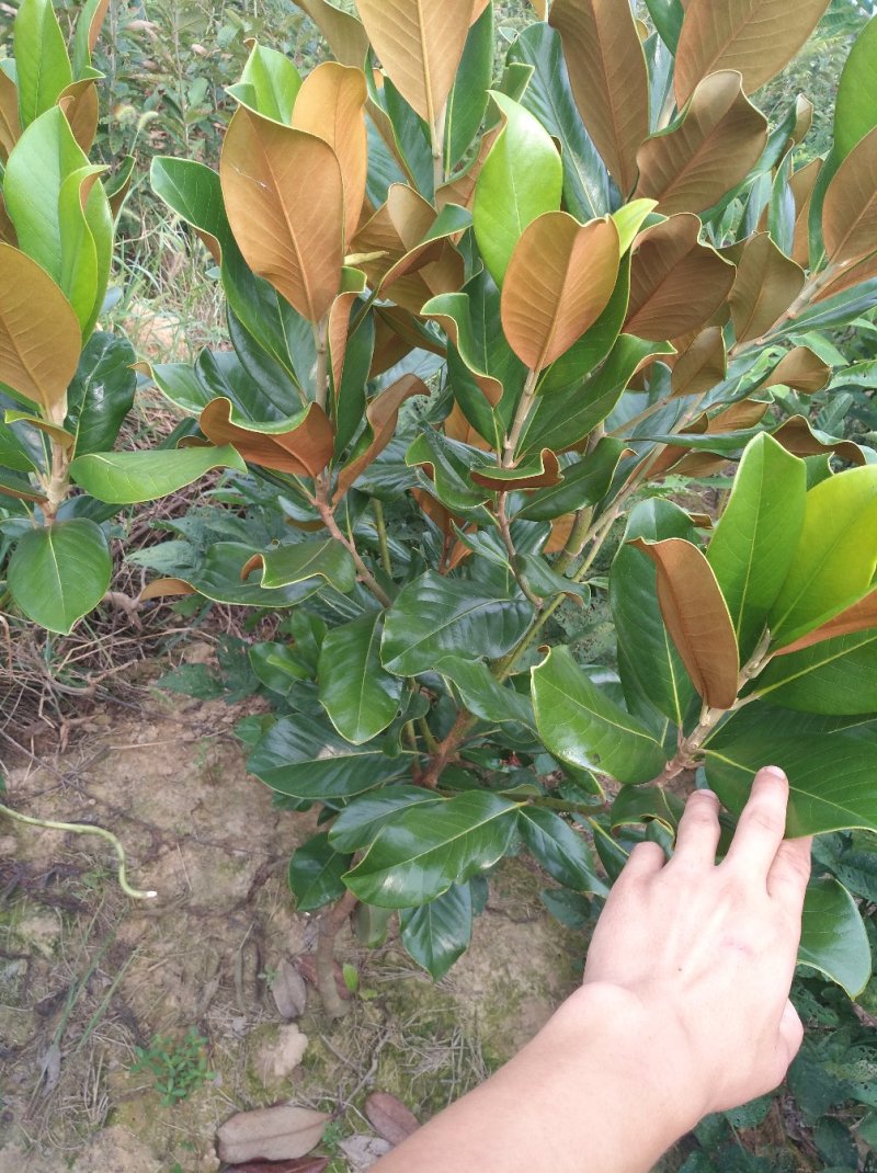 广玉兰
