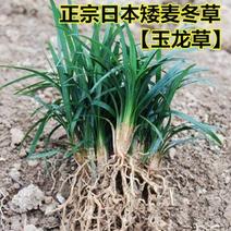 玉龙草(日本矮麦冬)庭院别墅园林绿化四季常青工程用苗