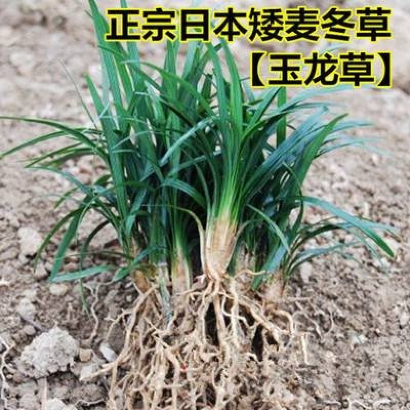 玉龙草(日本矮麦冬)庭院别墅园林绿化四季常青工程用苗