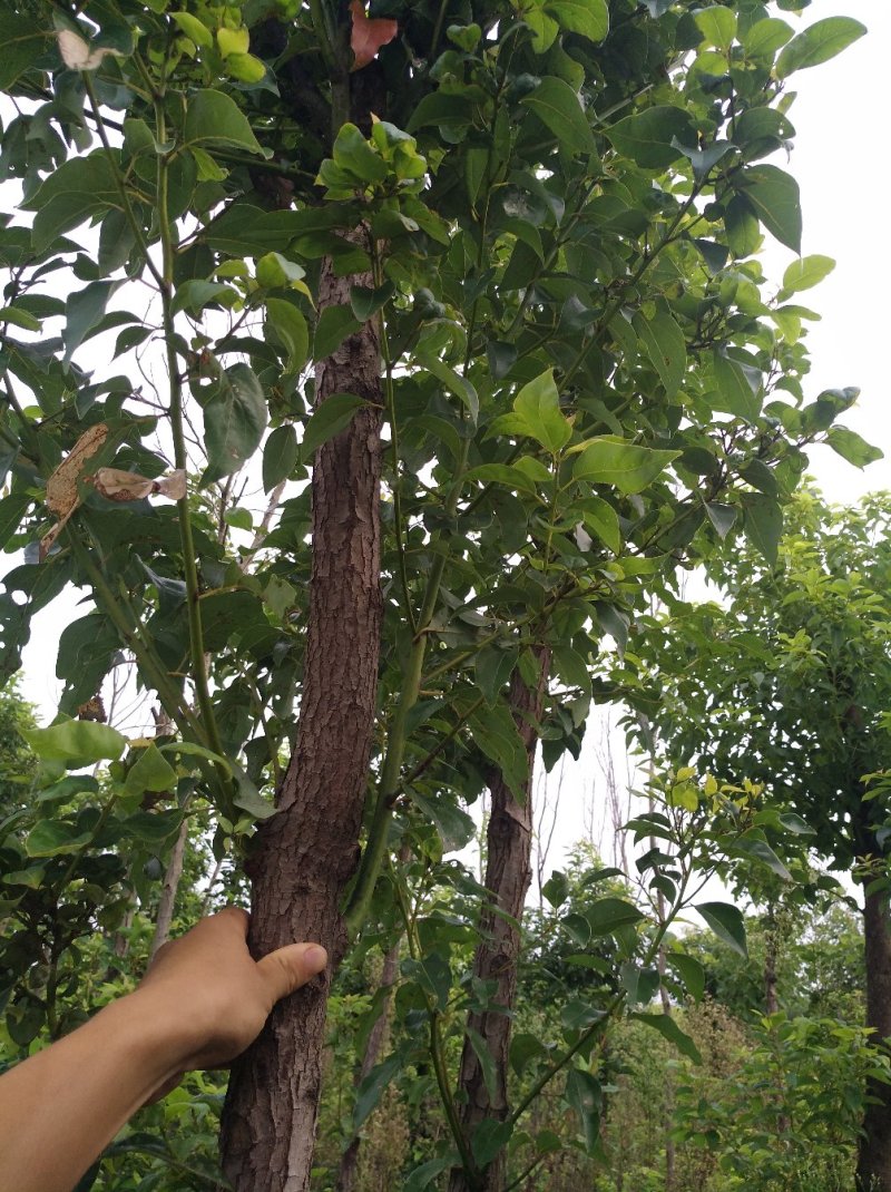 香樟树