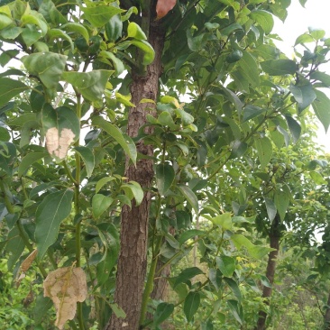 香樟树