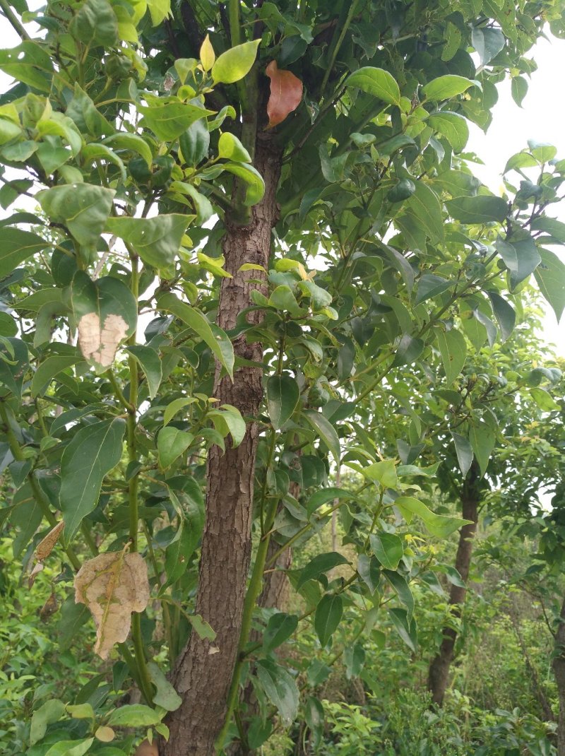 香樟树