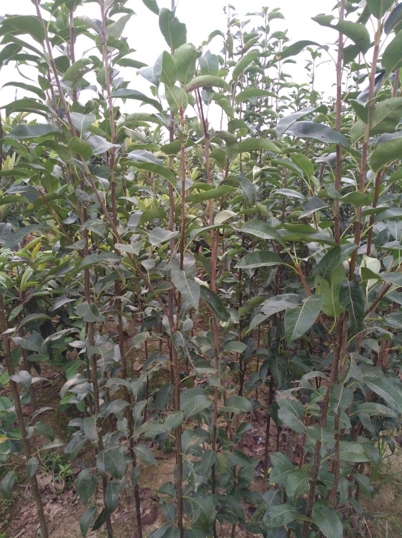 梨苗