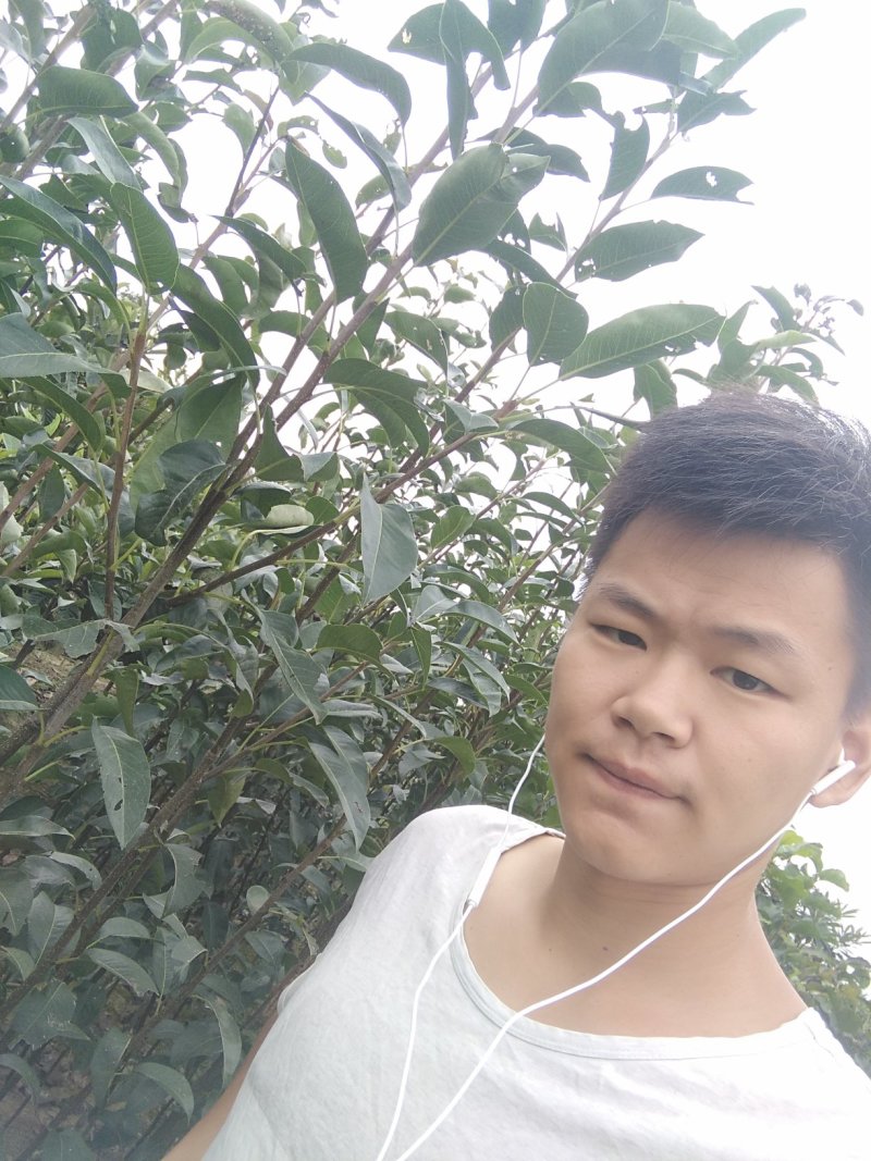 梨苗