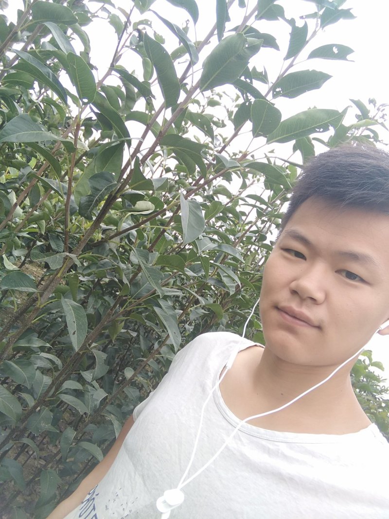 梨苗