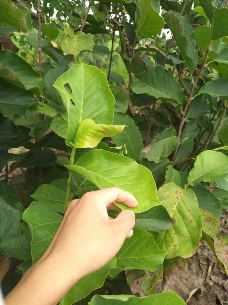 红玉兰