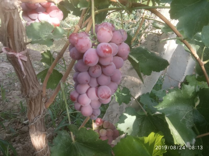 红提葡萄