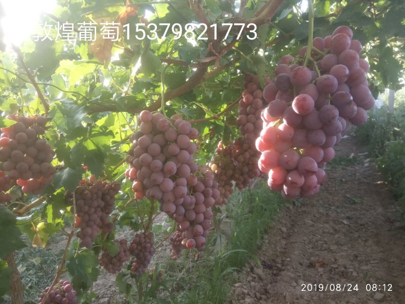 红提葡萄