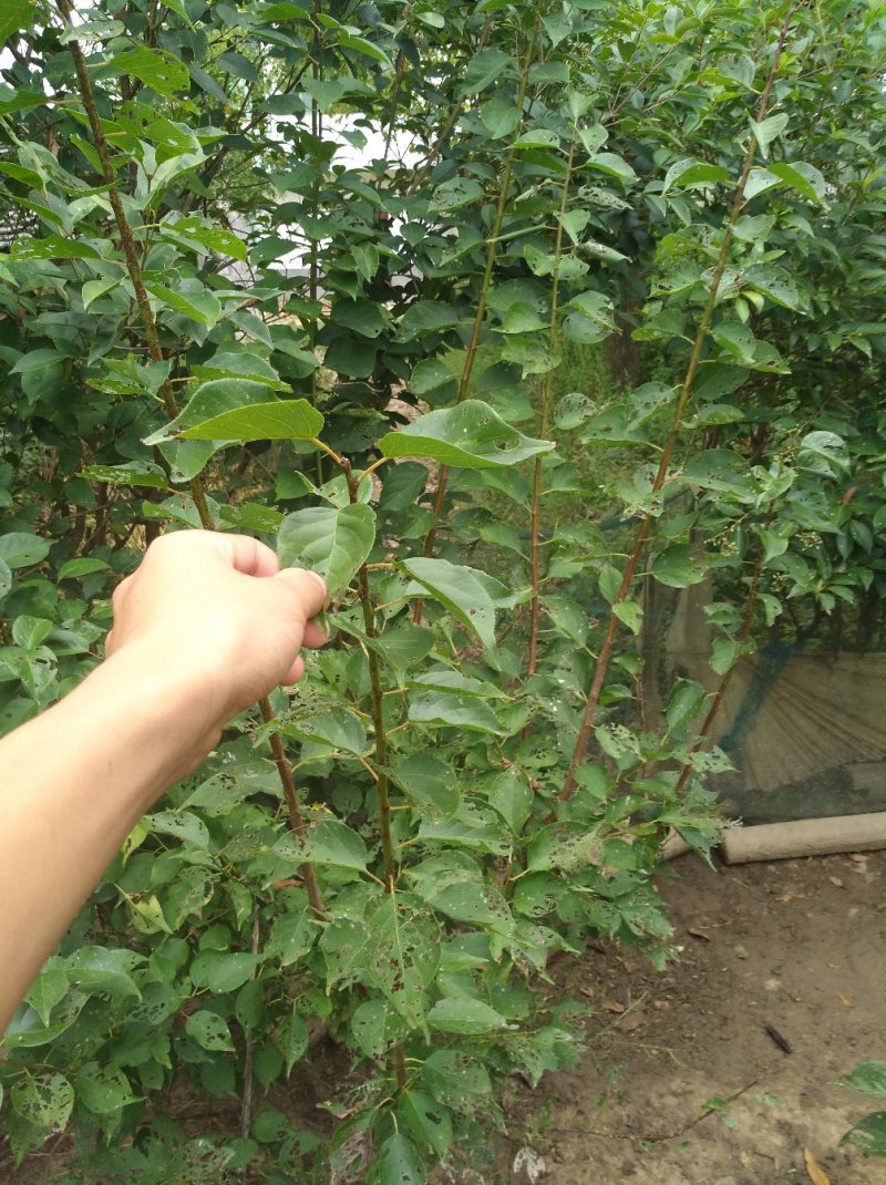 红梅