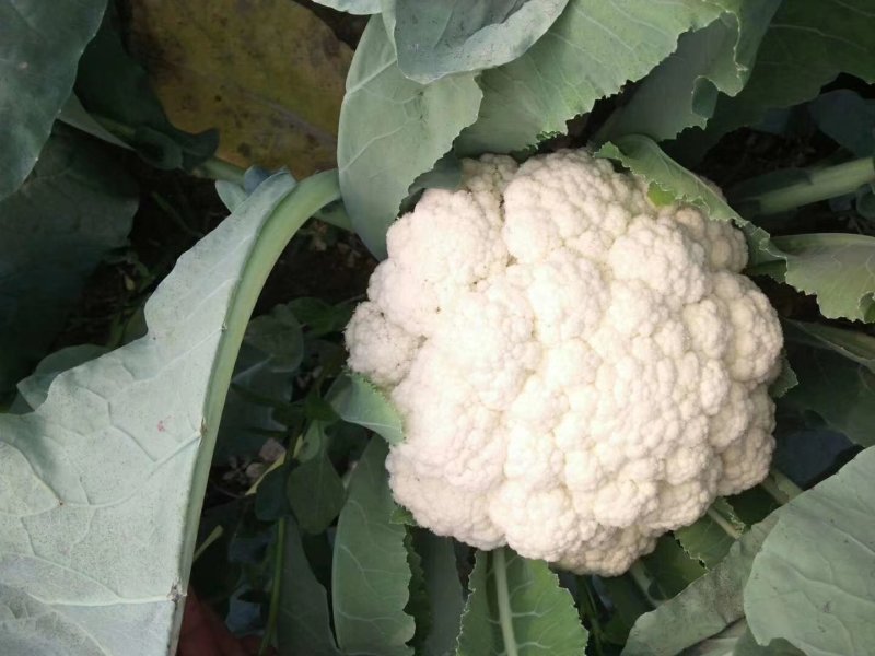 山东菜花有机花松花菜基地直供大量供货！