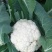 山东菜花有机花松花菜基地直供大量供货！