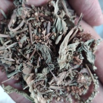 车前草，新货水洗