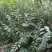 榆树苗，鲁西北兴苗木基地，当年小叶榆树苗量大