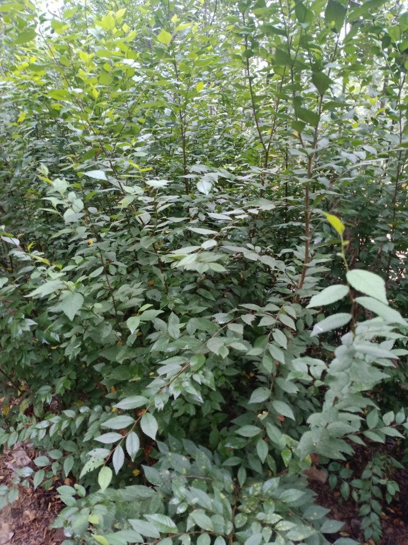 榆树苗，鲁西北兴苗木基地，当年小叶榆树苗量大