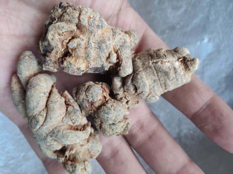 三七30头云南文山带帽37