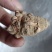 三七30头云南文山带帽37