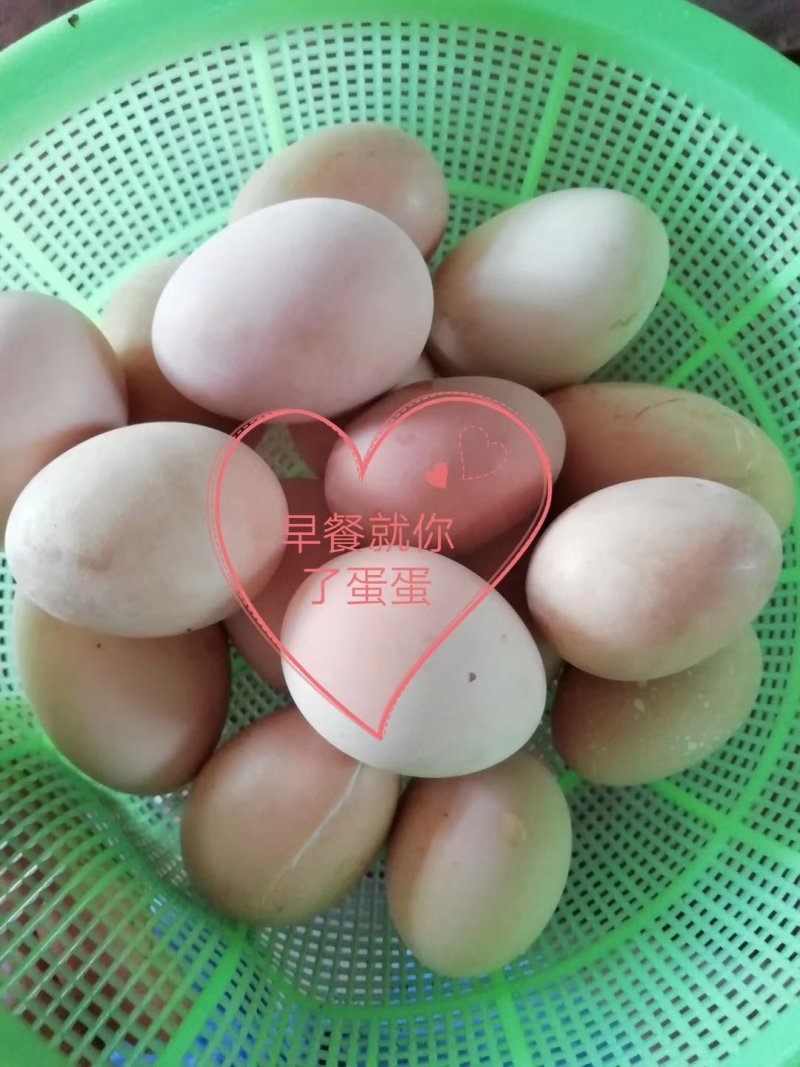 生态放养鸡