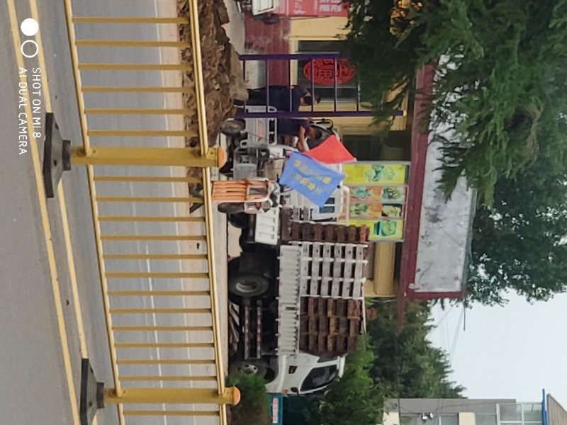 临朐葡萄基地冶源镇葡萄