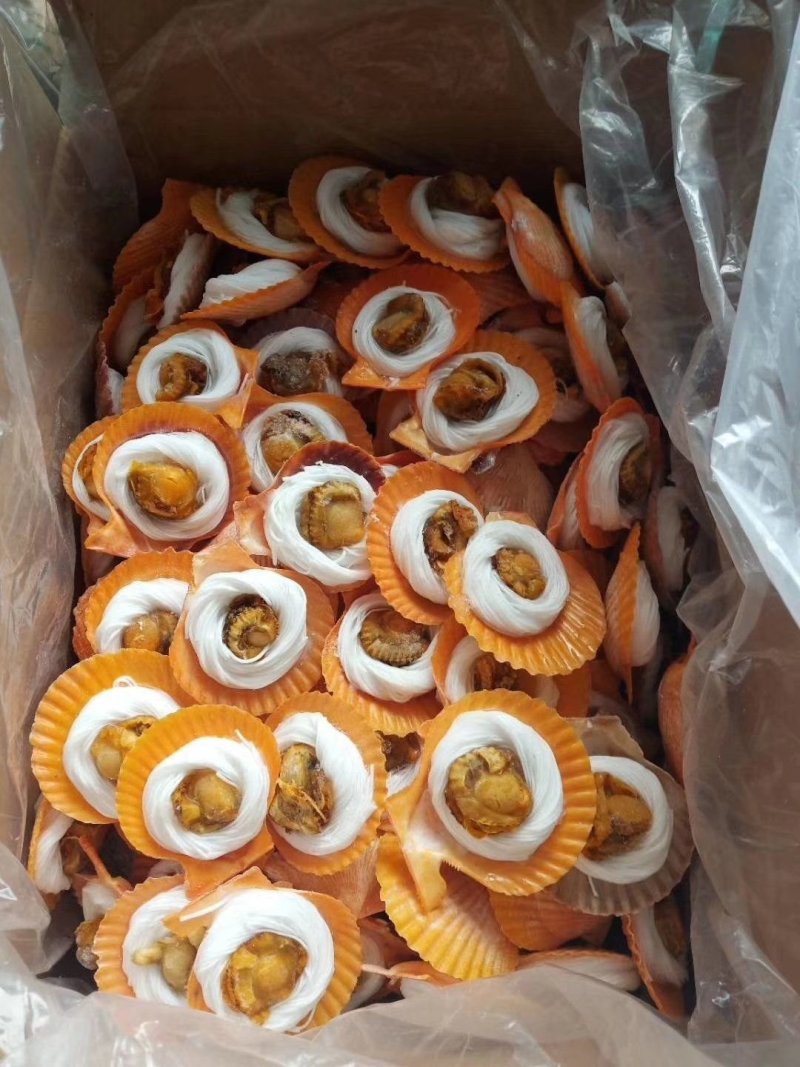 黄金粉丝贝