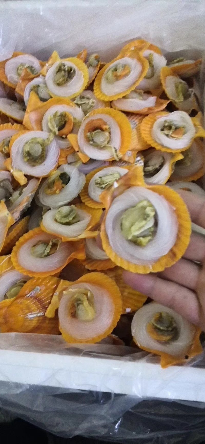黄金粉丝贝
