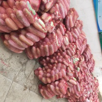 迷你小白冬瓜，无病虫条形好，货源足，量大优惠，欢迎来电咨
