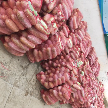 迷你小白冬瓜，无病虫条形好，货源足，量大优惠，欢迎来电咨