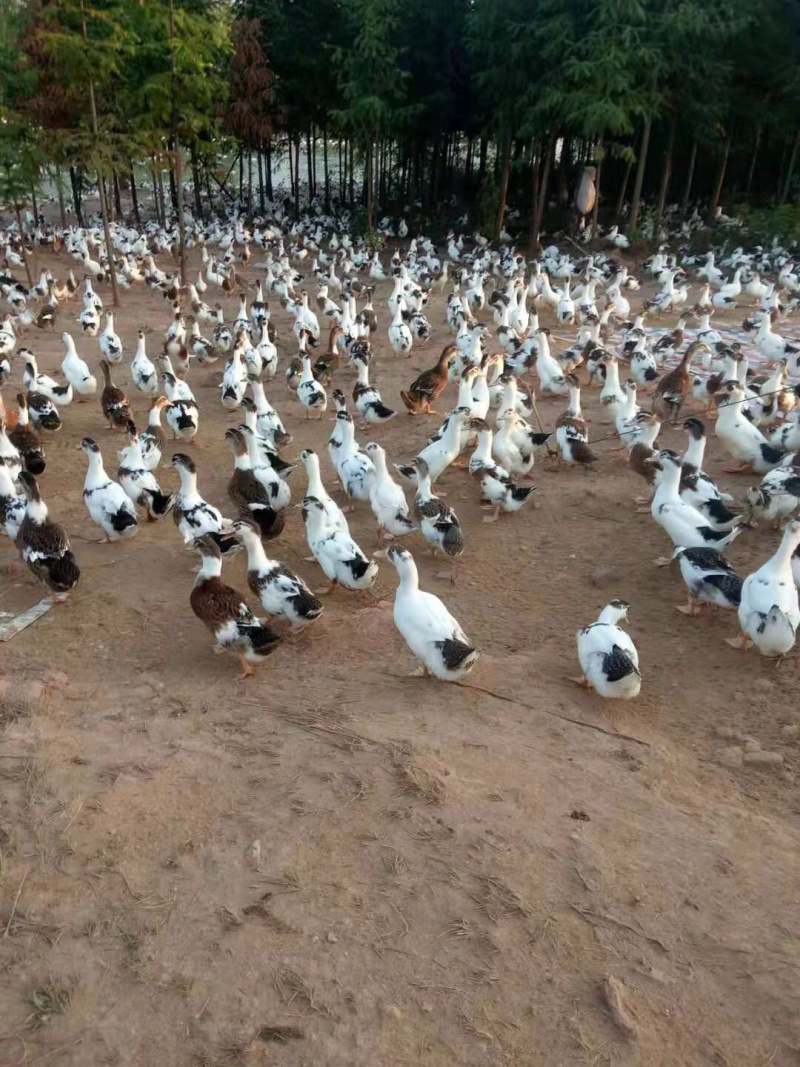 花边鸭