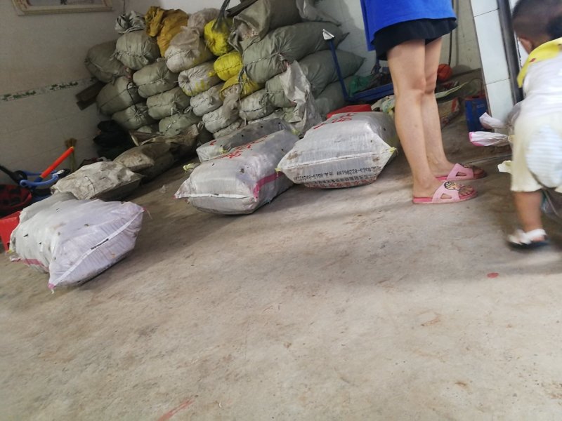 精品八月笋，别名大竹笋，40公分以内，产地直销