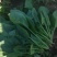 菠菜大叶菠菜22到28公分标菜