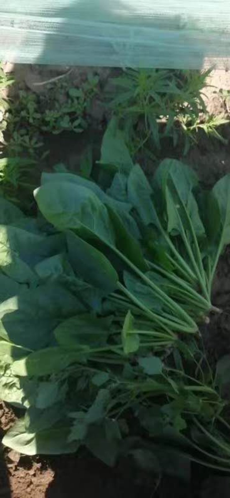 菠菜大叶菠菜22到28公分标菜
