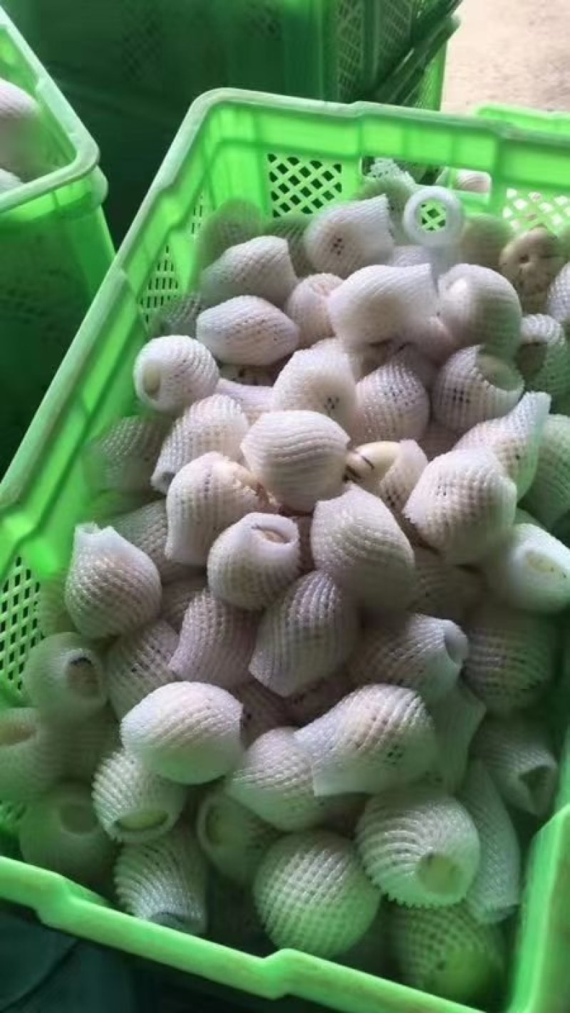 云南石林.人参果火热上市，，，，，，，，，，