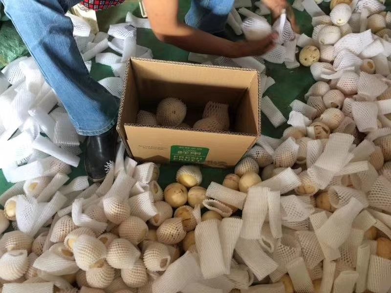 云南石林.人参果火热上市，，，，，，，，，，