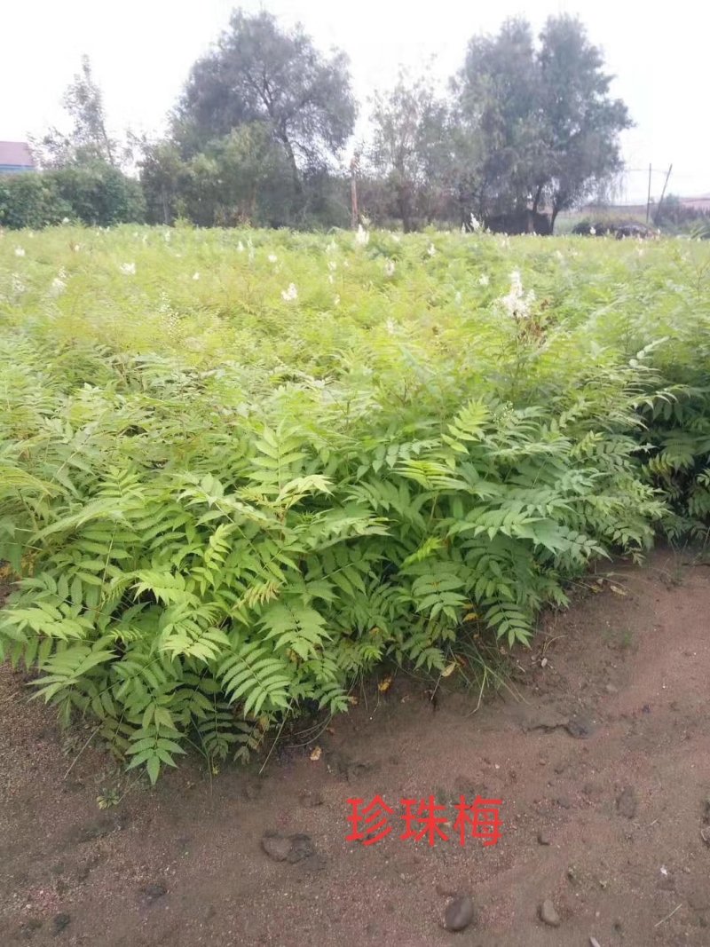 丛生珍珠梅：丛生珍珠梅：