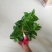 双喜藤万里飘香藤藤本植物